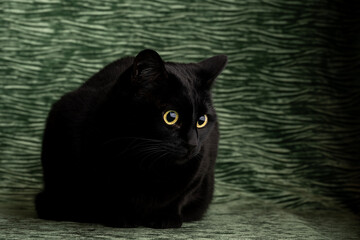 Silhouette of black cat with gold eyes on a green background
