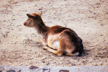 Fallow deer  Dama Dama Gamo  laying on the floor in Zoo