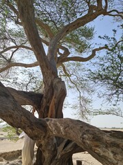 Obraz premium Tree of Life in Manama, Bahrain, stands as a captivating symbol of resilience and endurance, anchoring itself amidst the desert landscape with an air of mystique and reverence