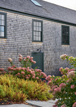 Cedar shake home surrounded by pink hydrangeas in coastal Maine