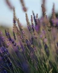 lavender field region