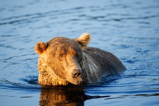Old Bear