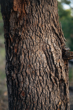 Close up of tree trunk bark