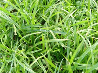 green grass in a garden