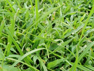 grass on the grass
