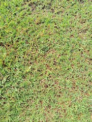 green grass background