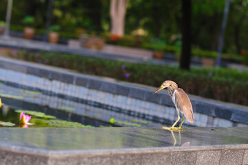 A Bird by a Pond