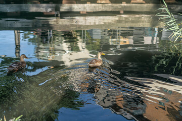 A brown duck swimming on the river