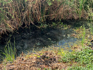 a stream of water flows into the pond