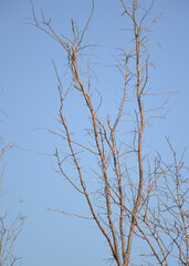 dry branches of a dry tree in winter