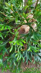Elkhorn Fern (Platycerium bifurcatum) Tropical plant