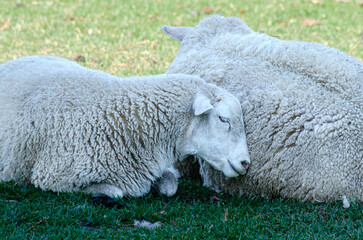 Australian landscape showing sheep resting in the shade. One sheep sleeping with eyes closed, lying against the back of another sheep. Rural. No people.