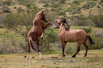 Arizona wild horse stallions striking while fighting in the Salt River desert near Mesa Arizona...
