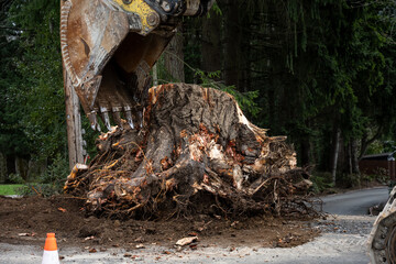 Large stump removal as part of road paving project, large excavator with jawbone bucket
