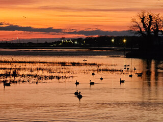 Naklejka premium Breathtaking sunset vistas over Long Island waters near Port Jefferson, featuring a radiant tapestry of orange and pink hues reflected in calm waters, adorned with silhouettes of local wildlife and se