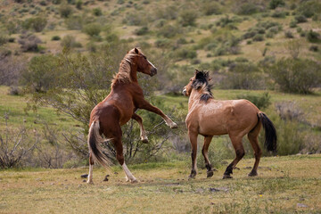 Desert wild horse stallions striking while fighting in the Salt River desert near Mesa Arizona...