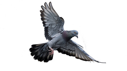 Fototapeta premium pigeon in flight isolated on transparent background, pigeon cutout 
