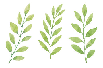 Watercolor floral leaf illustration set - green leaf branches collection for wedding stationary, greetings, wallpapers, fashion, background. Eucalyptus, olive, green leaves, etc