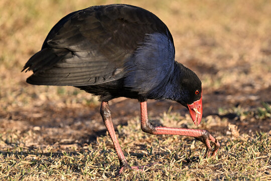 Purple swamphen bending down while chewing on dry grass as it grabs more to eat with its talon