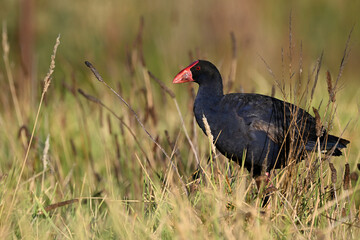 Purple swamphen, or Pukeko, slightly hunched down in a grassy area, partially obscured by the long grass