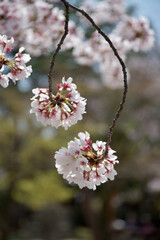 桜の花