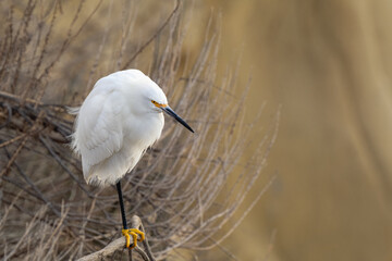 2023-12-31 A SNOWY EGRET PERCHED ON A BRANCH WITH A SOFT BACKGROUND AT THE LA JOLLA COVE NEAR SAN DIEGO
