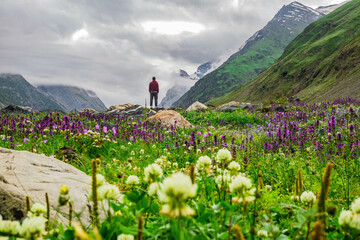 Wildflowers in the beautiful Warwan Valley, Pir Panjal Range, Kashmir, India