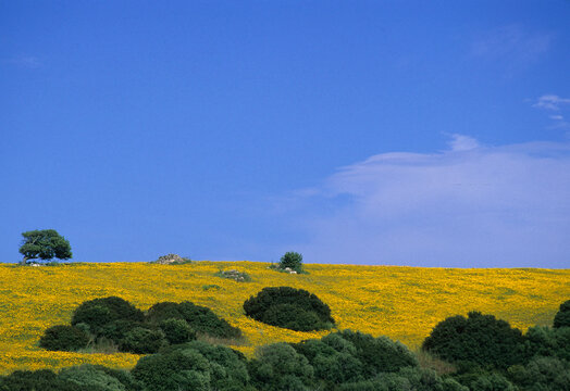 rapeseed field in spring with yellow flowers and blue sky. Nurra landscape. Sassari, Alghero. Sardinia. Italy