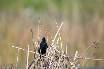 Red-winged Blackbird breeding display in the reeds at Foothill Regional Park