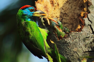 beautiful and colorful blue throated barbet (psilopogon asiaticus) feeding its chick in the nest, indian tropical forest in summertime