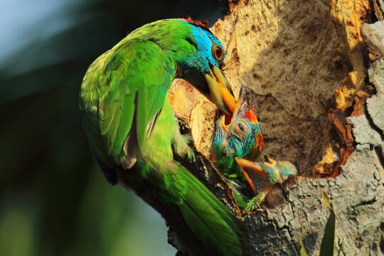 beautiful and colorful blue throated barbet (psilopogon asiaticus) feeding its chick in the nest, indian tropical forest in summertime