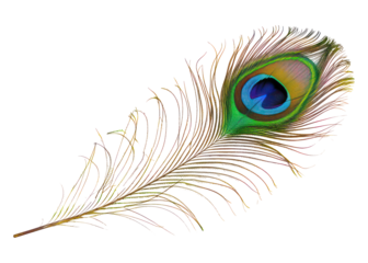 beautiful and natural peacock feather on transparent background