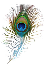 decorative and isolated peacock plume on transparent background