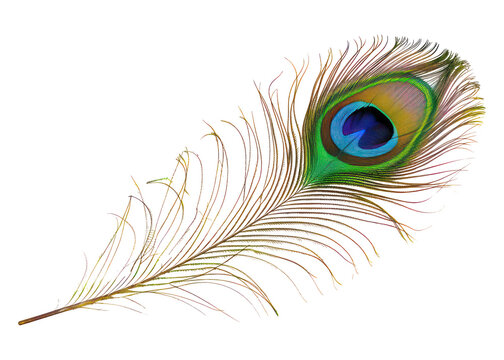 beautiful and natural peacock feather on transparent background