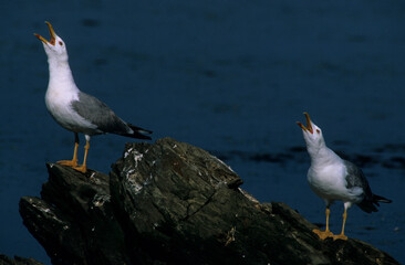 seagull calling on the rocks, Mediterranean Herring Gull, Larus cachinnans, Stintino, Casaraccio Lagoons, Sassari, Sardinia, Italy. Herring Gull (Larus cachinnans)
