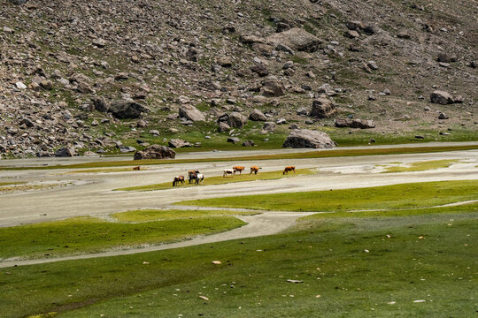 Trekking along the Chalong Nar on a trek from Zanskar to the Warwan Valley, Kashmir, India