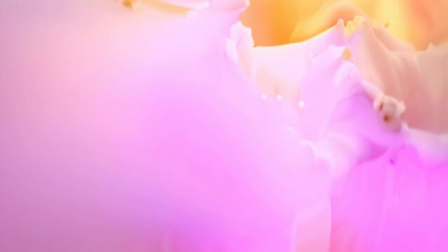 close up pink flower. 4k video animation