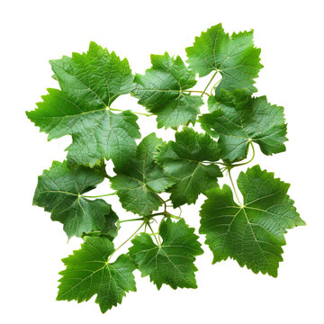 Grape leaf isolated on transparent background With clipping path. cut out. 3d render