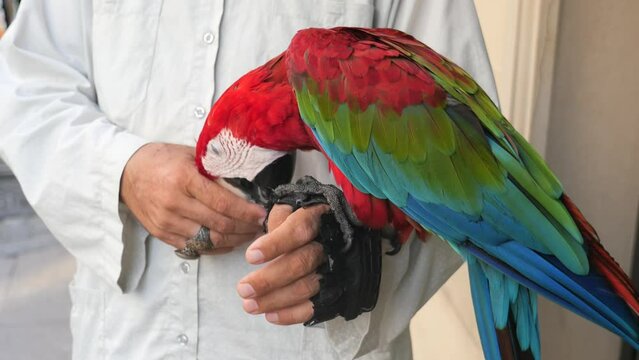 closeup colorful red green macaw parrot bird on person hand 