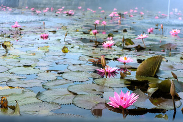 Beautiful pink lotus flower or water lily blooms in the pond