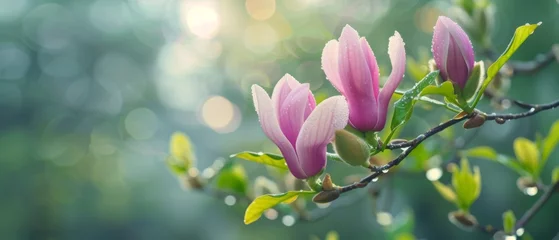 Gordijnen A spring pink and purple magnolia blossom flower branch, magnolia tree blossoms in springtime. tender pink flowers bathing in sunlight. warm april weather There are dew drops in the morning. © ND STOCK