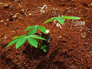 Close-up of a cassava stem starting to grow.