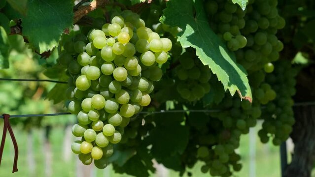 Discover in this video the origin and characteristics of green grapes, a fruit grown on grapevines, exploring its unique taste and cultivation process.