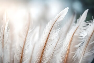 Close up Beautiful one white Bird feather on a bokeh. Pattern background for design texture