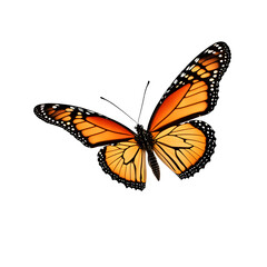 Fototapeta na wymiar Monarch Butterfly Isolated on Transparent Background