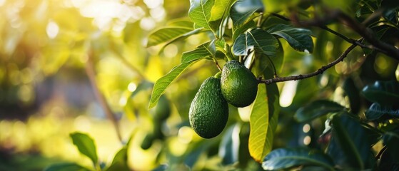 Fresh organic avocado ripe growing on branches with green leaves in sunny fruiting garden - obrazy, fototapety, plakaty