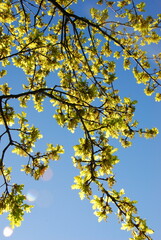 Oak tree
