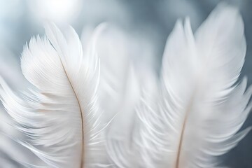 Close up Beautiful one white Bird feather on a bokeh. Pattern background for design texture