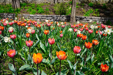 Red and Orange Tulips in a garden patch at the Ottawa Tulip Festival in Commissioners Park, Ottawa,Canada