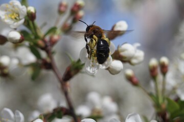 bee on a flower